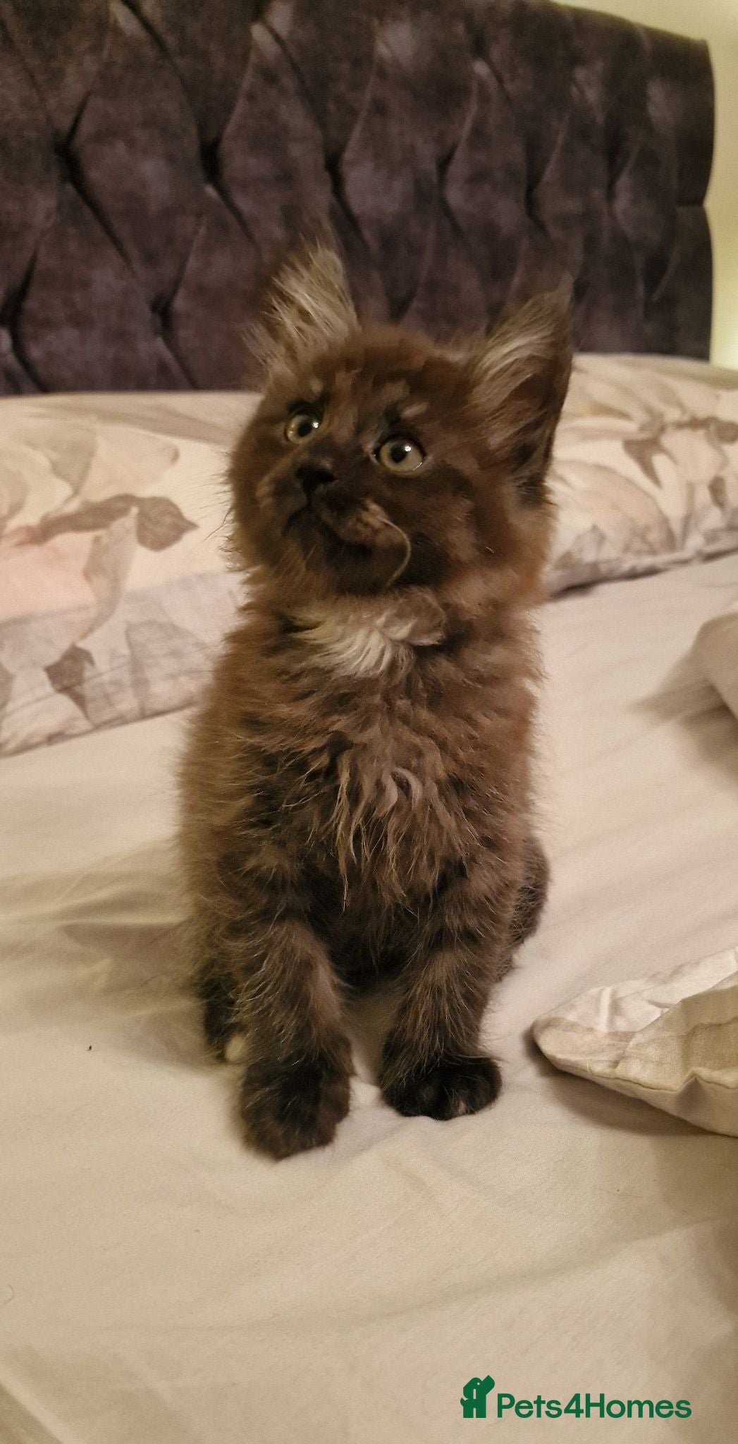 Maine Coon cats Gorgeous Half Maine Coon Litter  - Advert 3