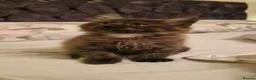 Maine Coon cats for sale: Gorgeous Half Maine Coon Litter  - Advert 11