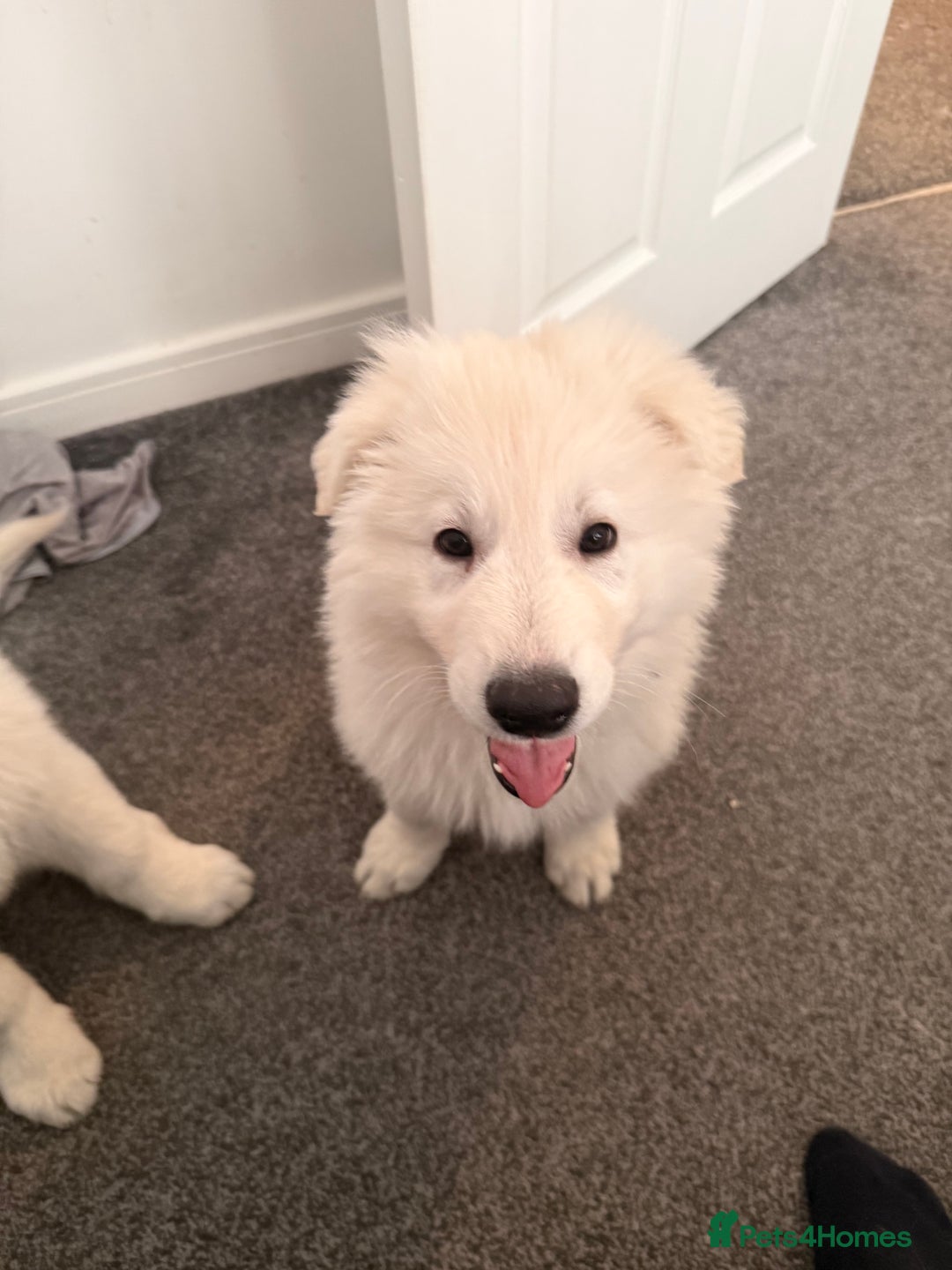 White Swiss Shepherd dogs for sale: Ready for collection - Advert 8