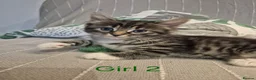 Norwegian Forest Cat cats for sale: Gorgeous Norwegian Forest kittens - Advert 6