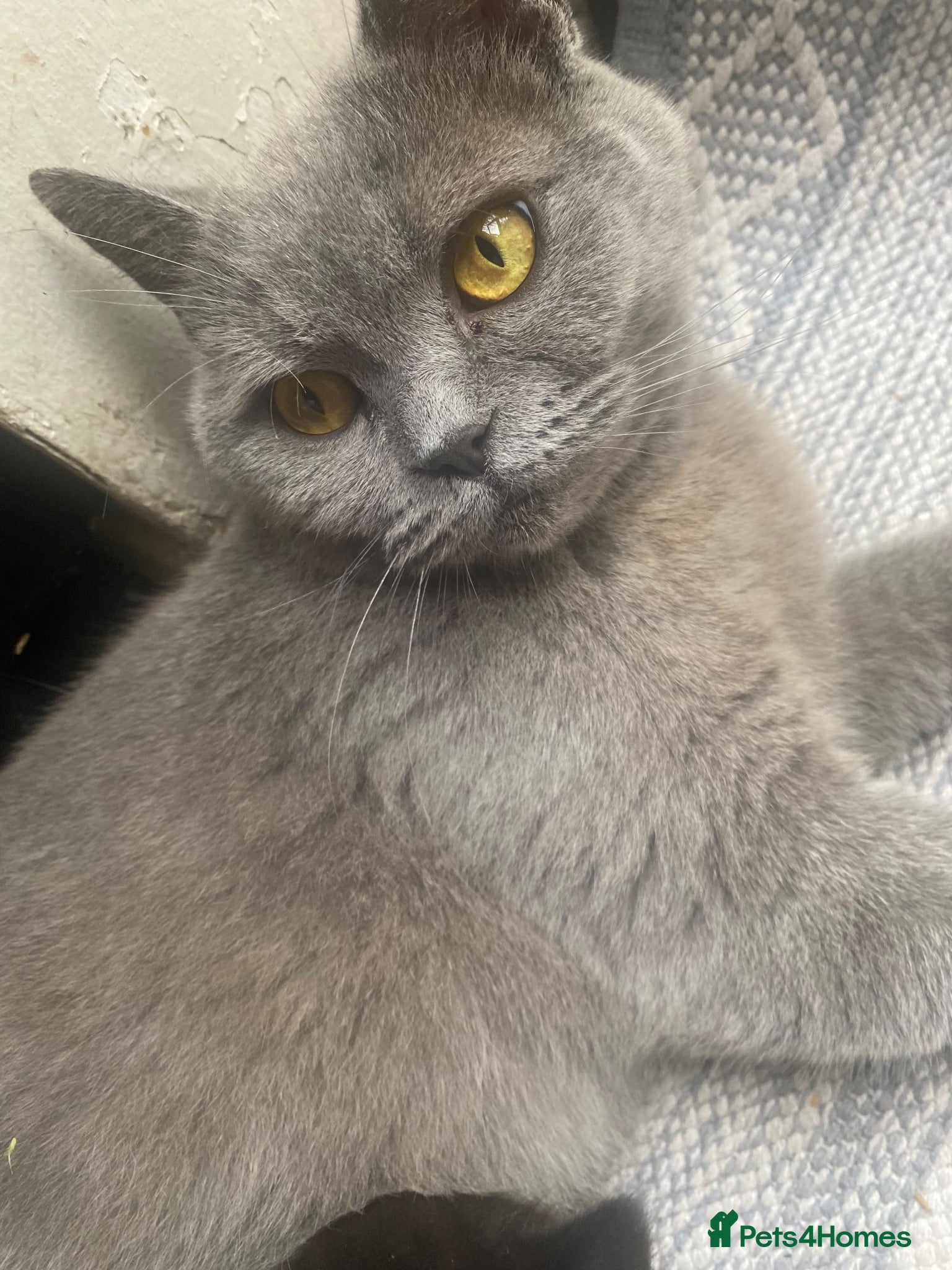Mixed Breed cats Half british shorthair kitten - last female - Advert 1