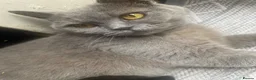 Mixed Breed cats for sale: Half british shorthair kitten - last female - Advert 1