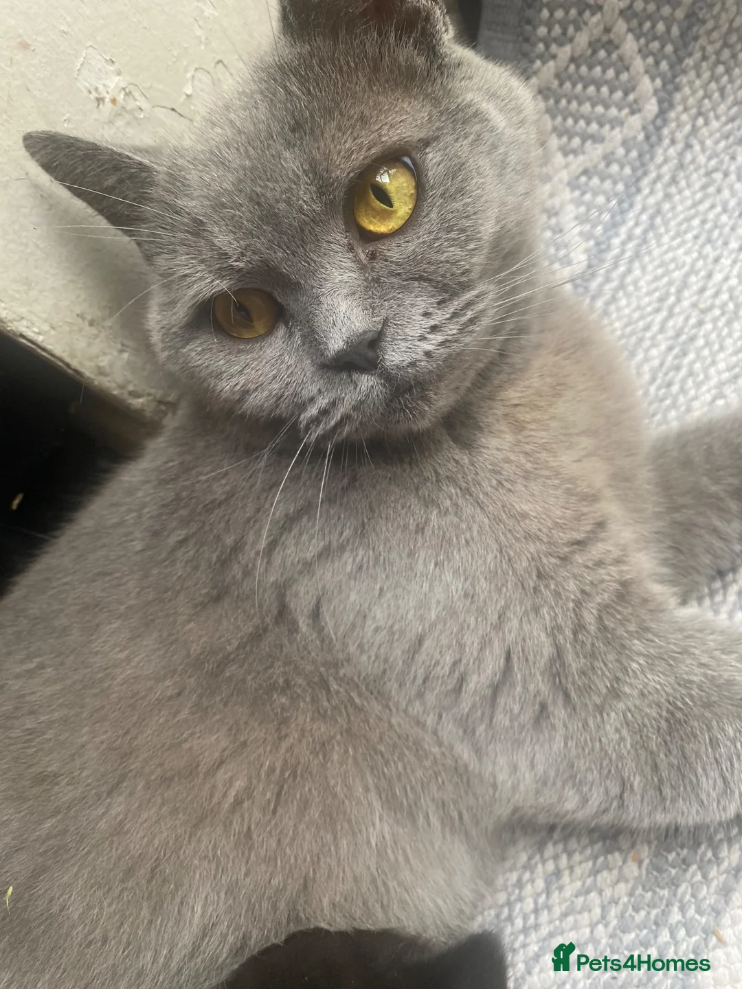 Mixed Breed cats for sale: Half british shorthair kitten - last female - Advert 1