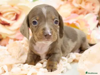 Miniature Dachshund dogs KC Miniature Dachshund Puppies - Advert 15