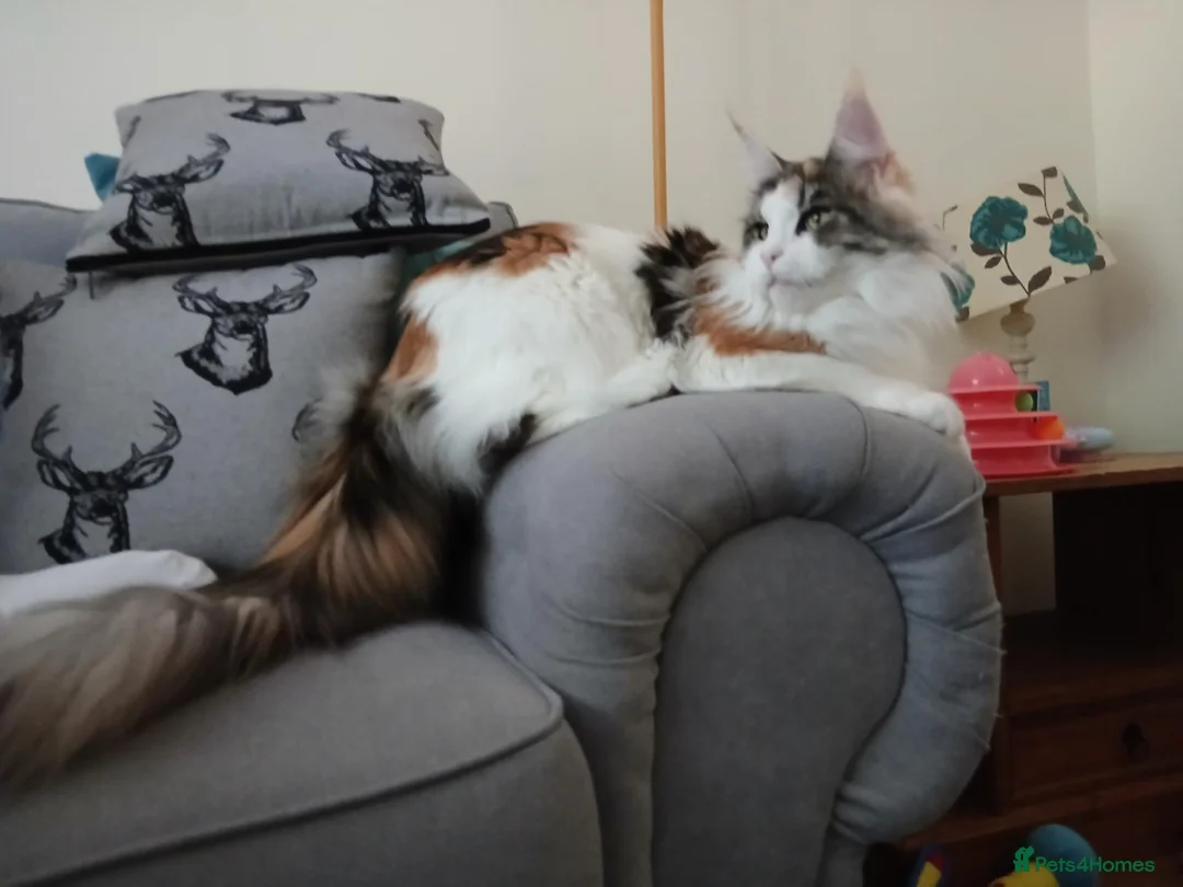 Maine Coon cats for sale: Maine coon  - Advert 2