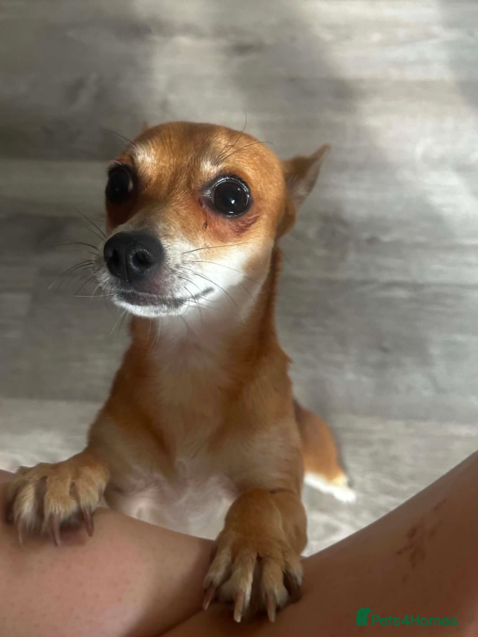 Mixed Breed dogs Bean - Chihuahua / Jack Russell mix - Advert 8