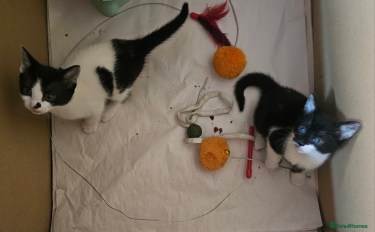 Mixed Breed cats - Advert 14