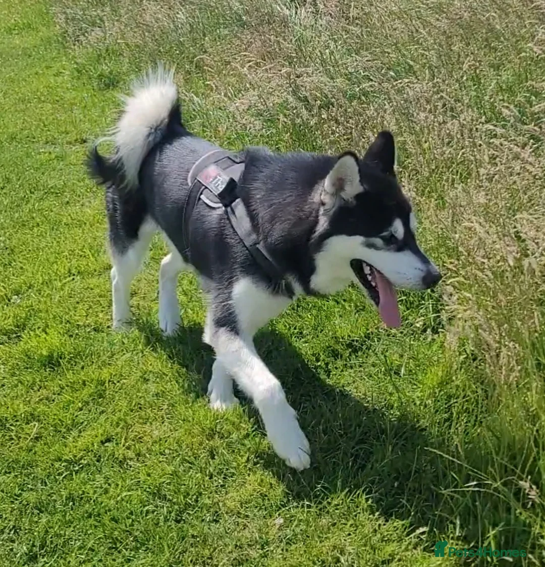 Alaskan Malamute dogs for stud: "Proven" Alaskan malamute for stud  in Sheffield - Advert 14