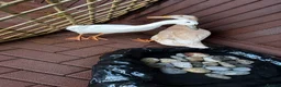 Ducks poultry for sale: Runner ducks  in St Albans - Advert 1