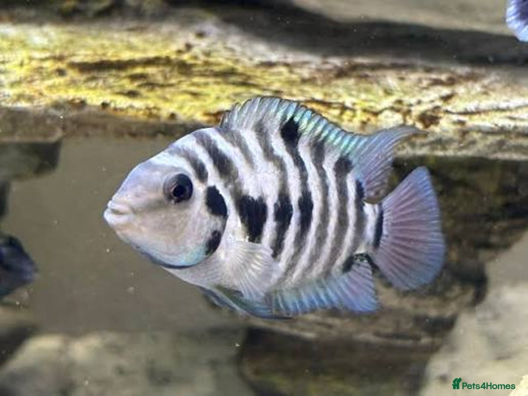 Cichlids fish for sale: Healthy Convict (Zebra) Cichlids for Sale!  - Advert 4