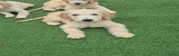 Goldendoodle dogs for sale: F1 standard goldendoodle  - Advert 11