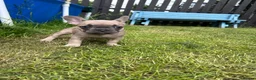 French Bulldog dogs for sale: French bulldogs ready to go now - Advert 8