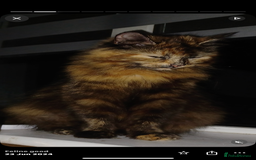 Mixed Breed cats for sale: Beautiful tabby long haired female cat - Image 1