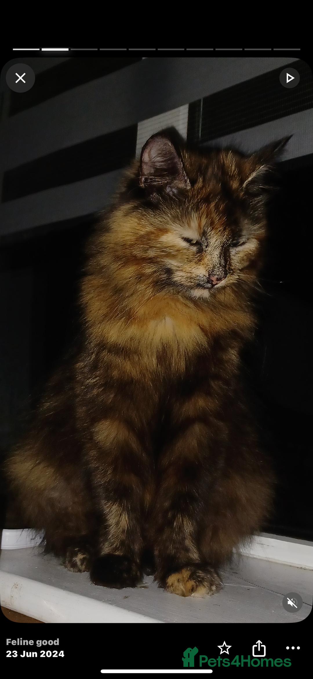 Mixed Breed cats for sale: Beautiful tabby long haired female cat - Image 1