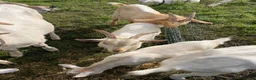 Goats livestock for sale: Male goats - Advert 15