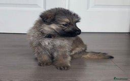 German Shepherd dogs for sale: Beautiful German sheppard puppies  - Image 7