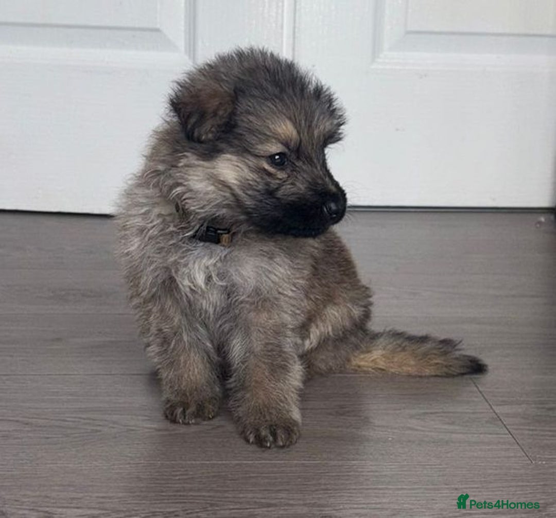 German Shepherd dogs for sale: Beautiful German sheppard puppies  - Image 7