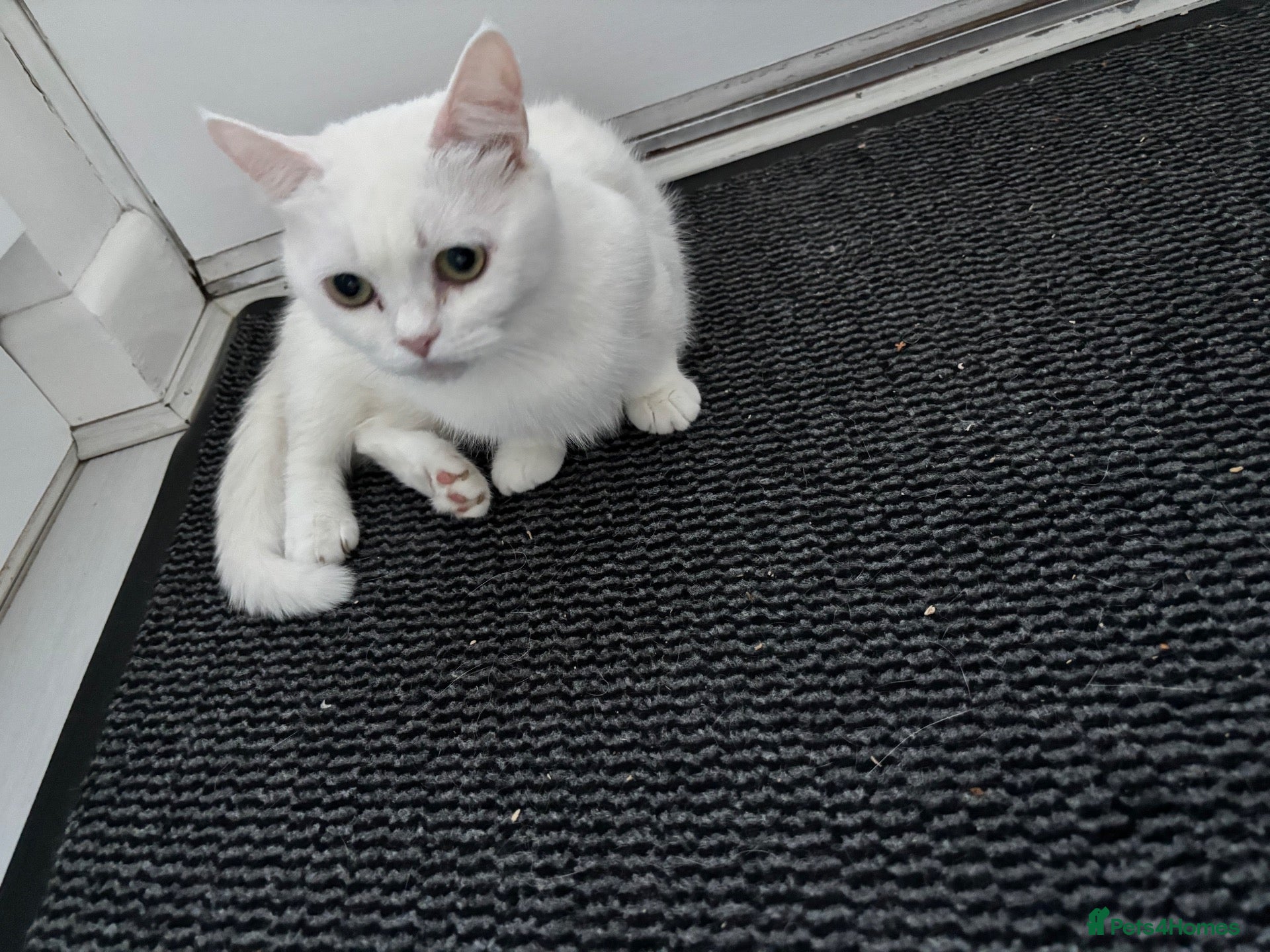Munchkin cats 😻❤️ Marshmallow “Baby” ❤️🥰 - Advert 10