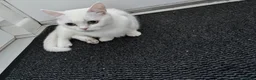 Munchkin cats for sale: 😻❤️ Marshmallow “Baby” ❤️🥰 - Advert 15