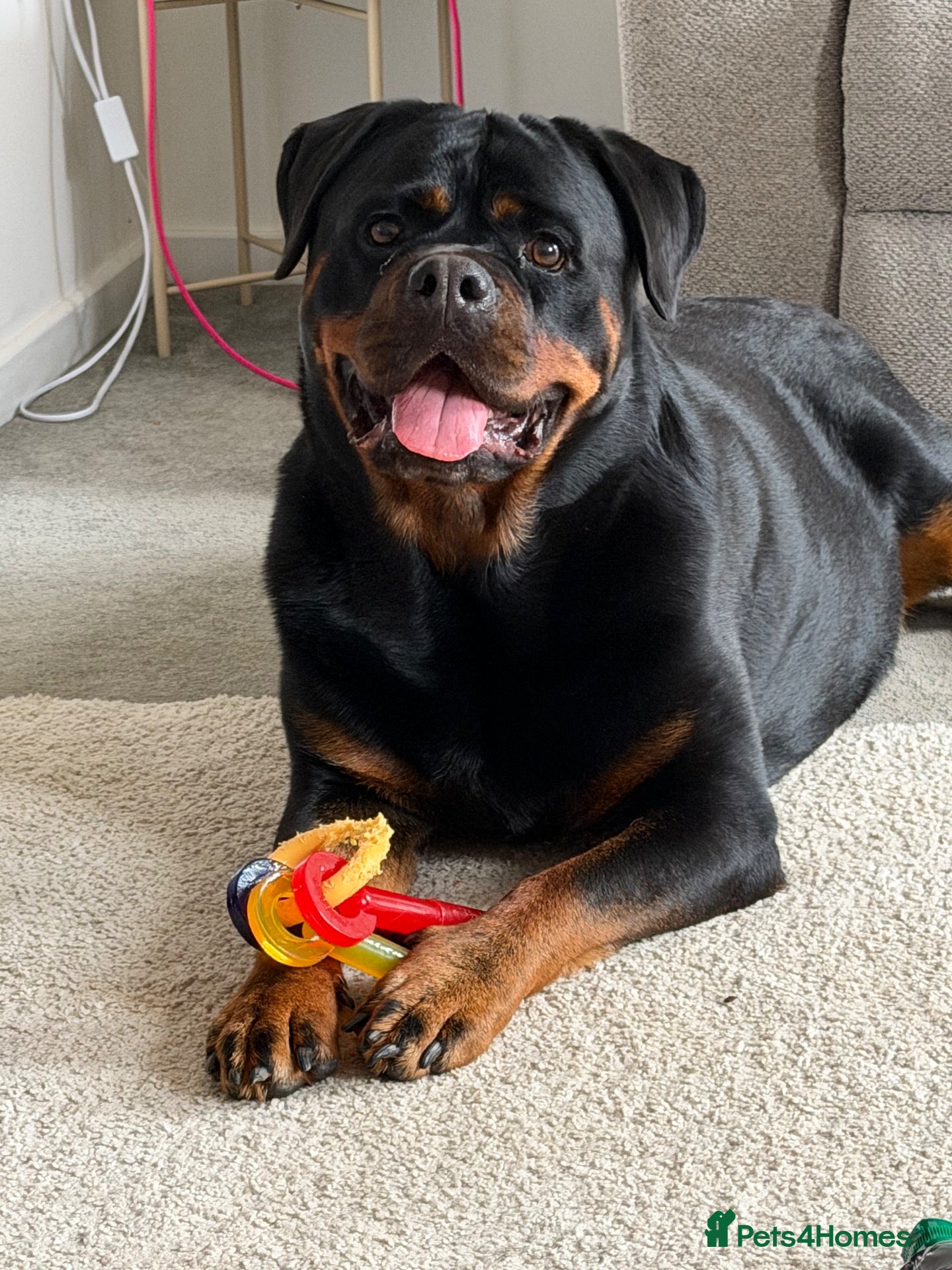 Rottweiler dogs Hugo and nala  - Advert 1