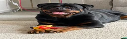Rottweiler dogs for sale: Hugo and nala  in Southampton - Advert 1