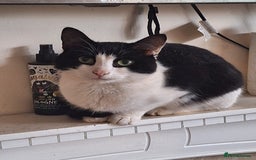 Mixed Breed cats for sale: Cairo&Astro looking for new home - Image 1