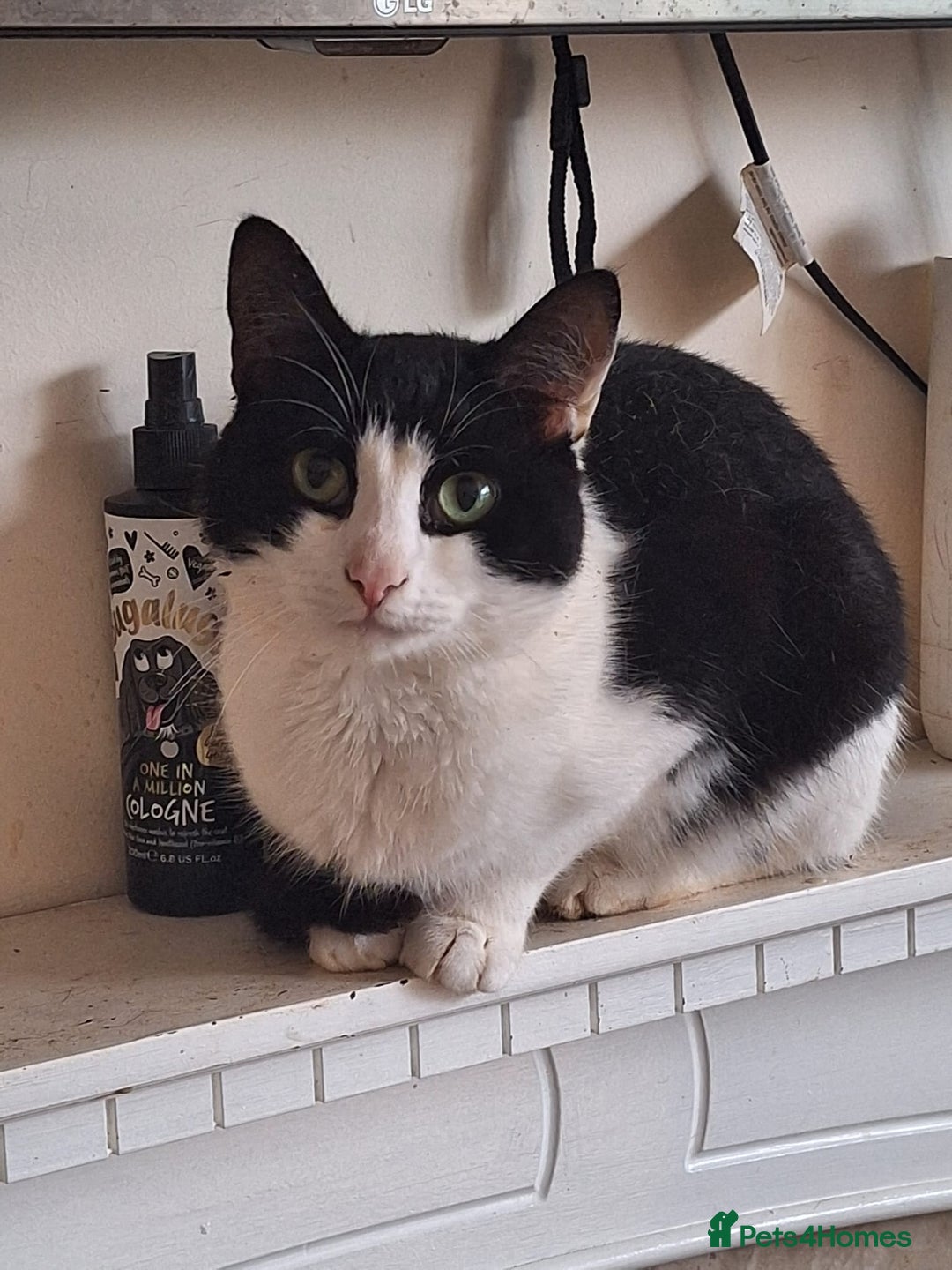 Mixed Breed cats for sale: Cairo&Astro looking for new home - Image 1