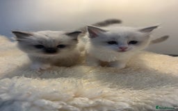 Ragdoll cats for sale: Gorgeous European ragdolls, Tica registered - Image 1