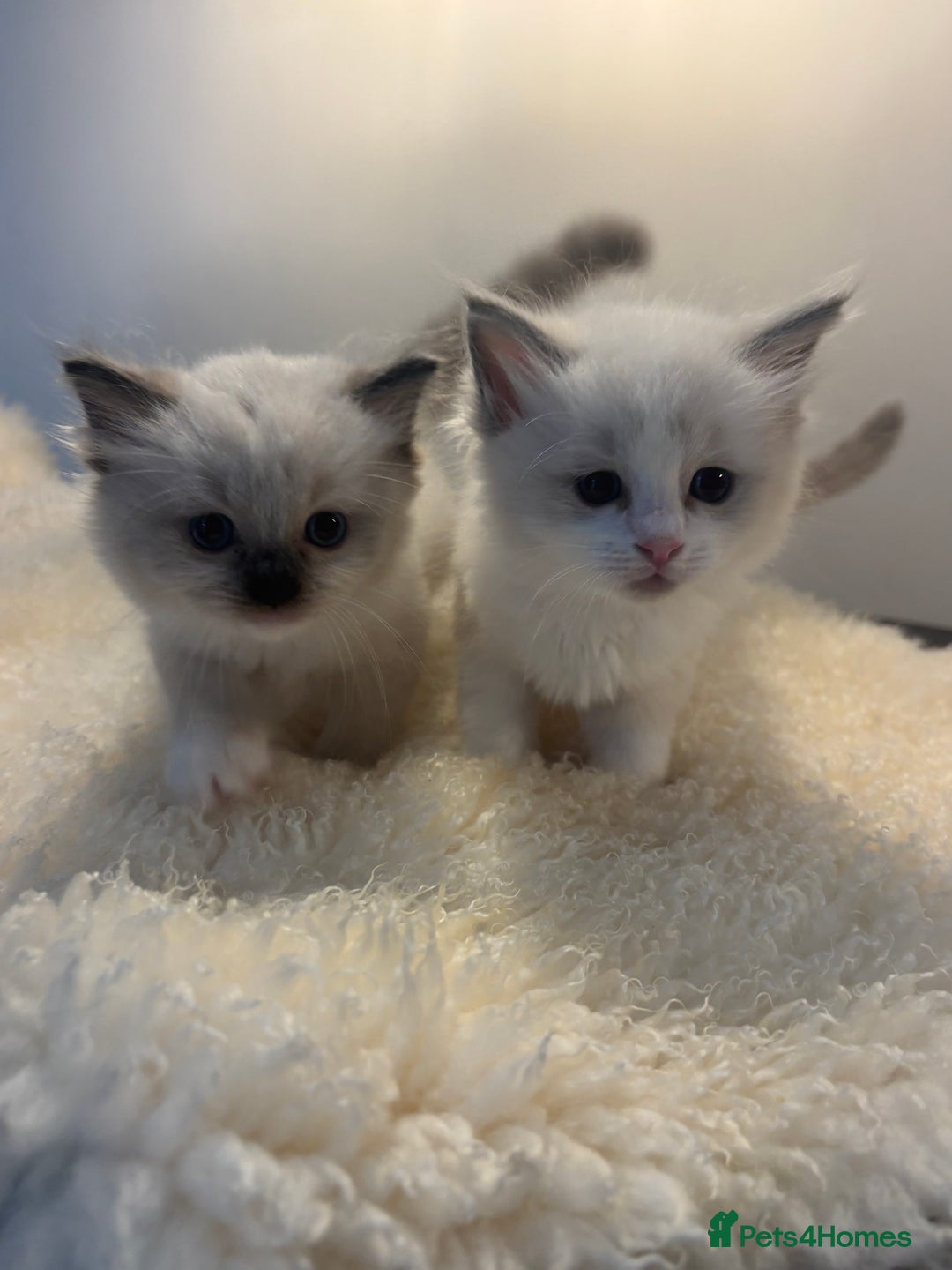 Ragdoll cats for sale: Gorgeous European ragdolls, Tica registered - Image 1