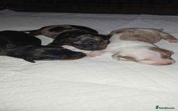 Dachshund dogs for sale: 3 Stunning boy puppies for sale - Image 13