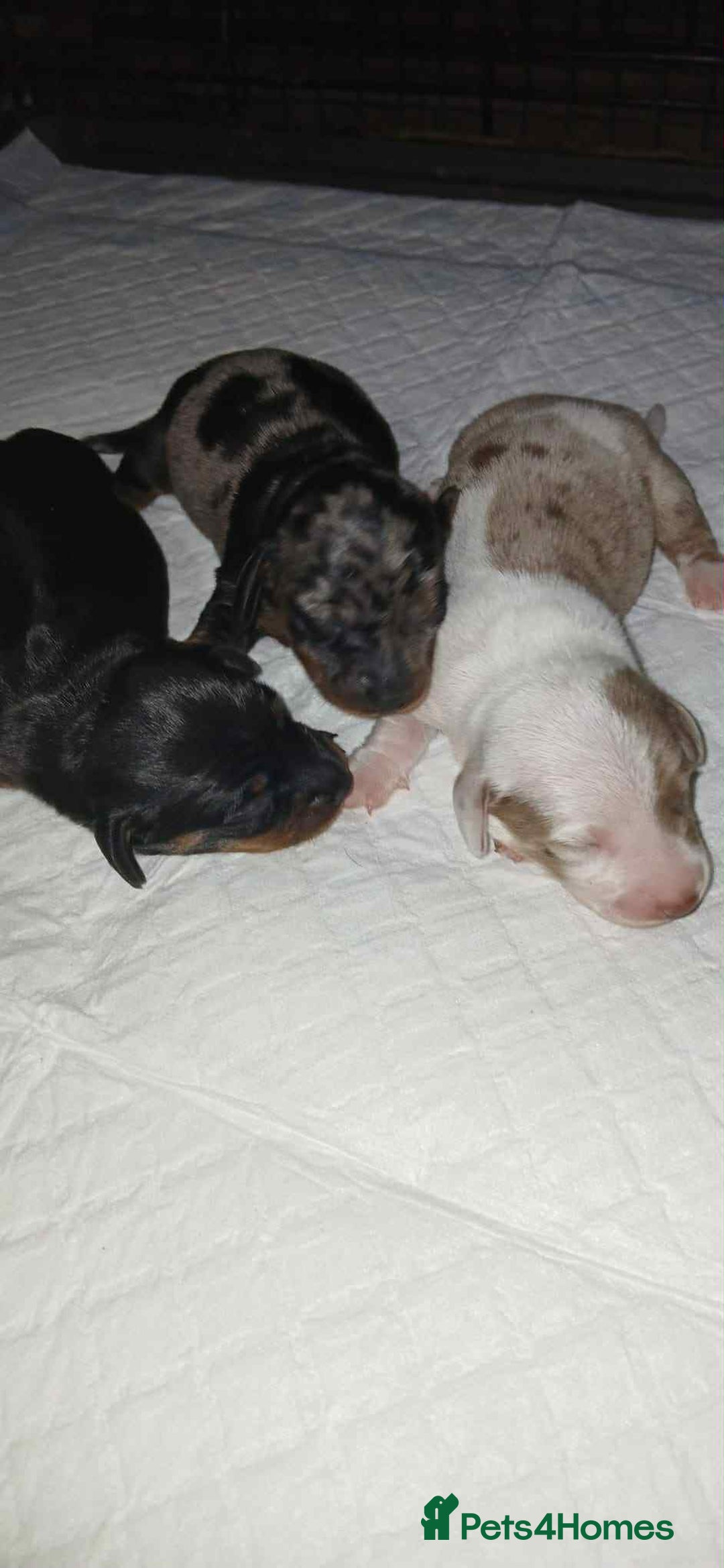 Dachshund dogs for sale: 3 Stunning boy puppies for sale - Image 13