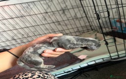 Dachshund dogs for sale: Dachshunds puppies for sale - Image 8