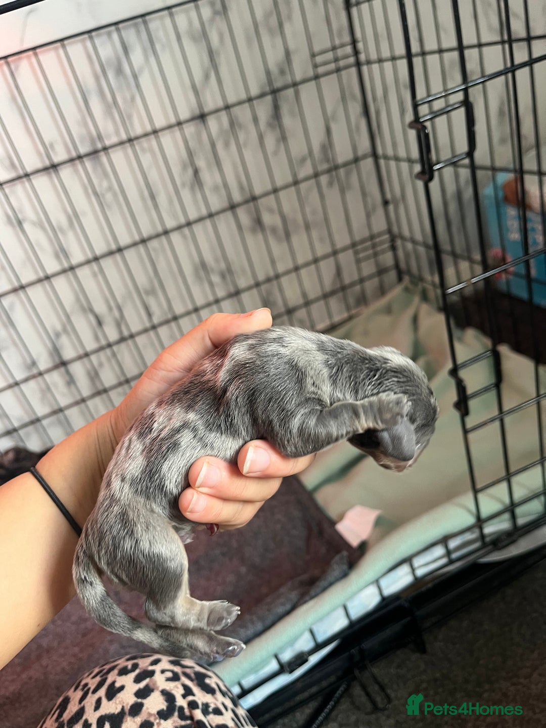 Dachshund dogs for sale: Dachshunds puppies for sale - Image 8