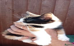Mixed Breed cats for sale: Kittens - Image 5