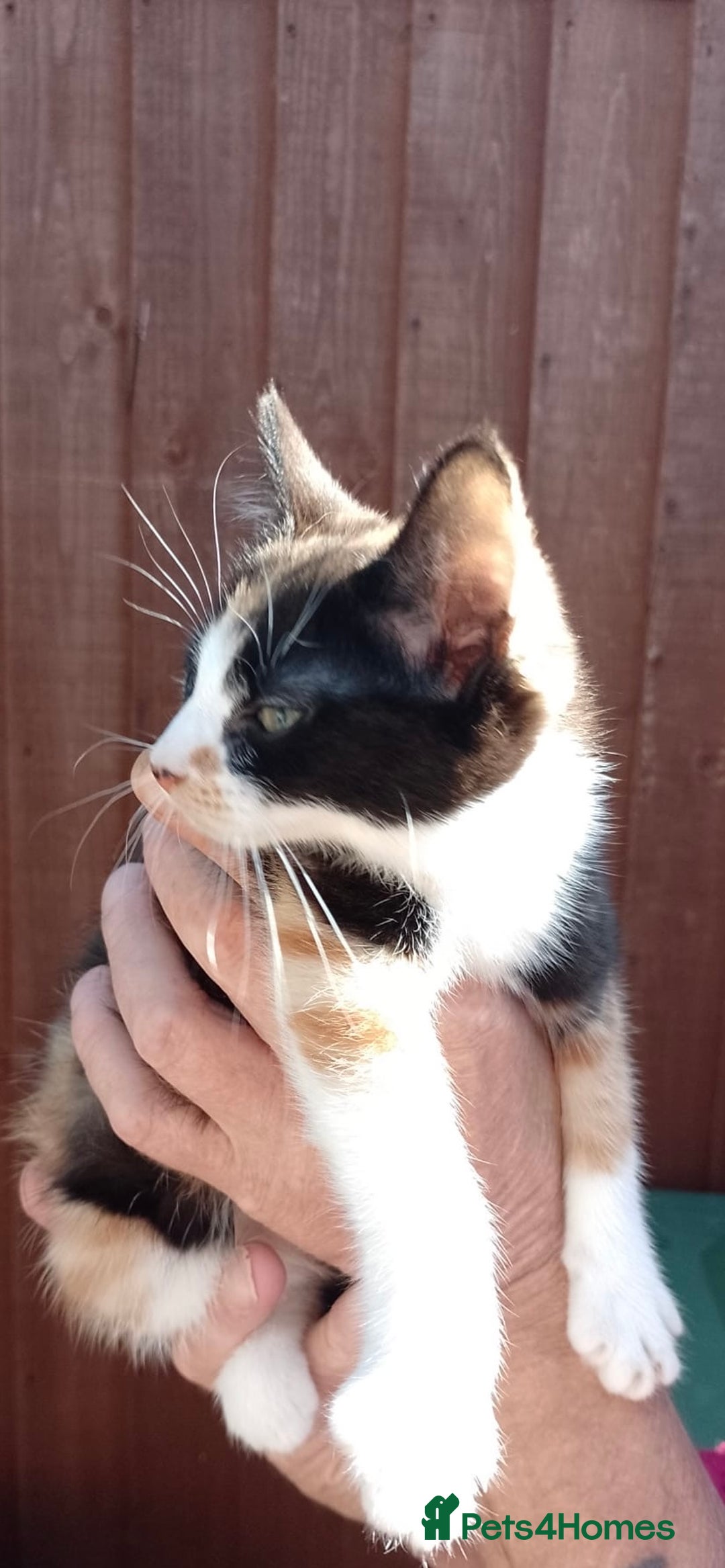 Mixed Breed cats for sale: Kittens - Image 5