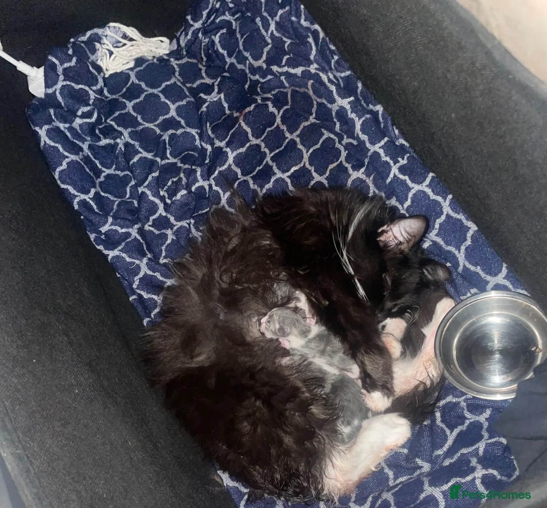 Mixed Breed cats for sale: Kittens for sale - Advert 2