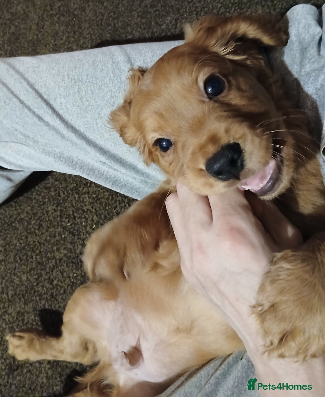 Cocker Spaniel dogs for sale: 2 cocker spaniel puppies left  - Advert 1