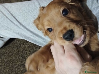 Cocker Spaniel dogs 2 cocker spaniel puppies left - Advert 3