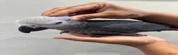 Parakeets birds for sale: African Grey Baby Hand-Reared with Cage - Advert 8