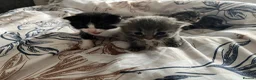 Domestic Shorthair cats for sale: 4 beautiful kittens looking for a forever home - Advert 25