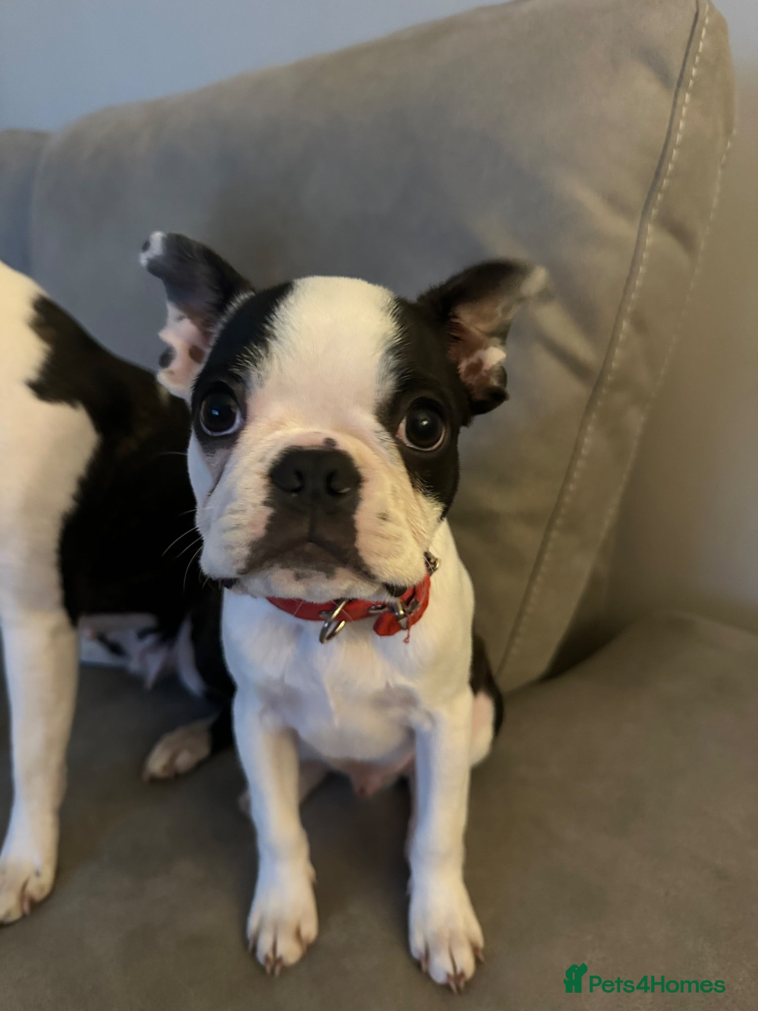 Boston Terrier dogs Stunning Boston Terrier Pup 1 Boy Left 💙 - Advert 6
