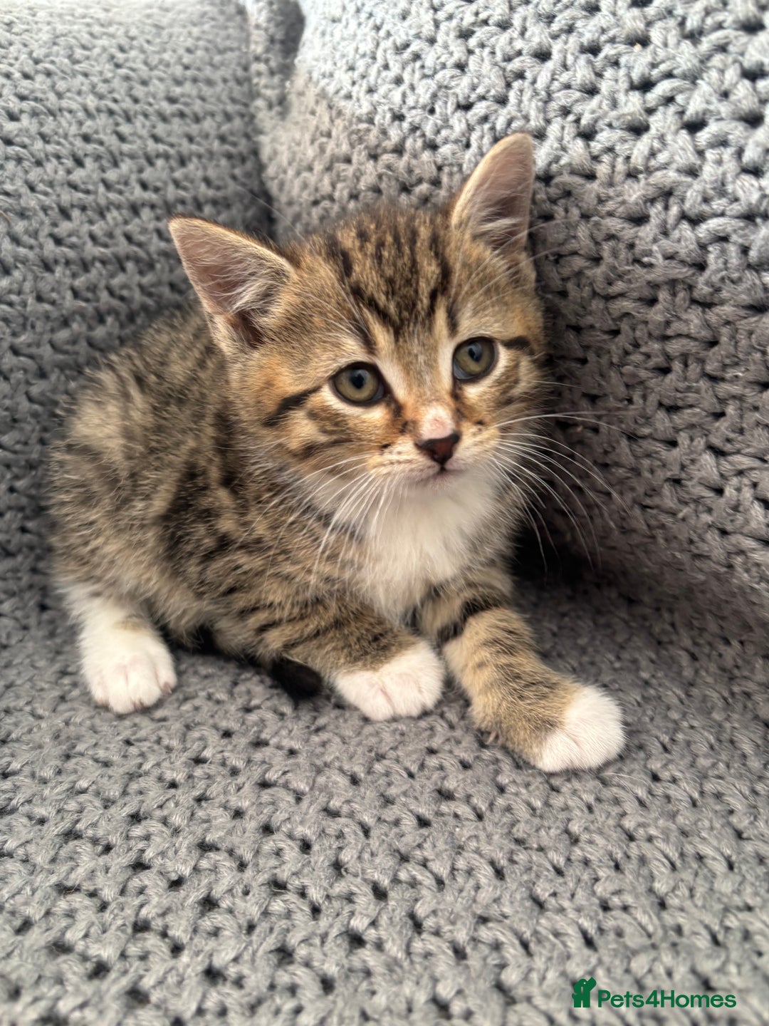 British Shorthair cats for sale: Kittens ready now  - Image 5
