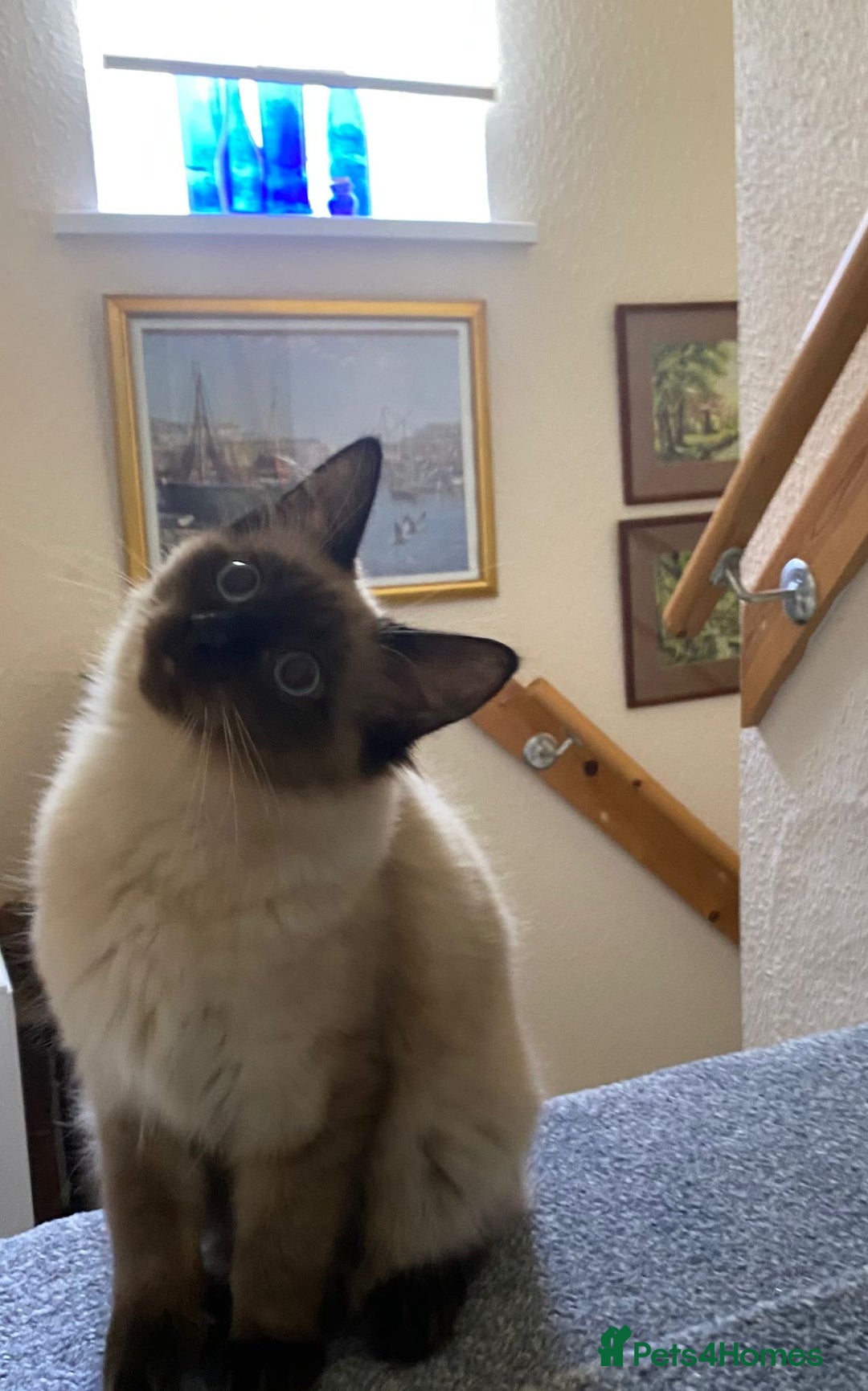 Mixed Breed cats for sale: Persian x Ragdoll mix kittens - Image 5