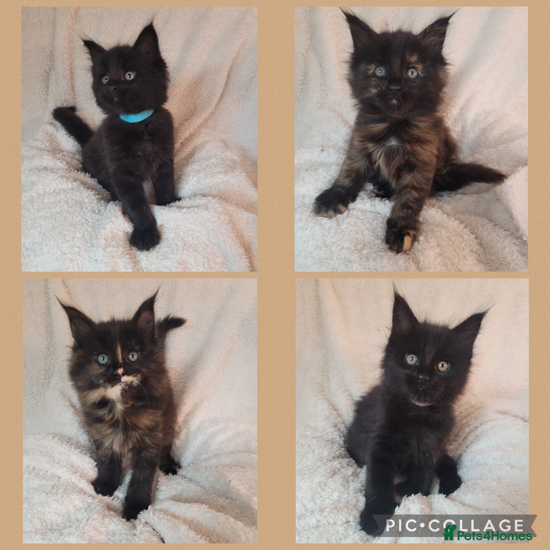 Maine Coon cats 🐾🐈‍⬛GORGEOUS 6 WEEK OLD MAINE COON KITTENS🐈‍⬛🐾 - Advert 1