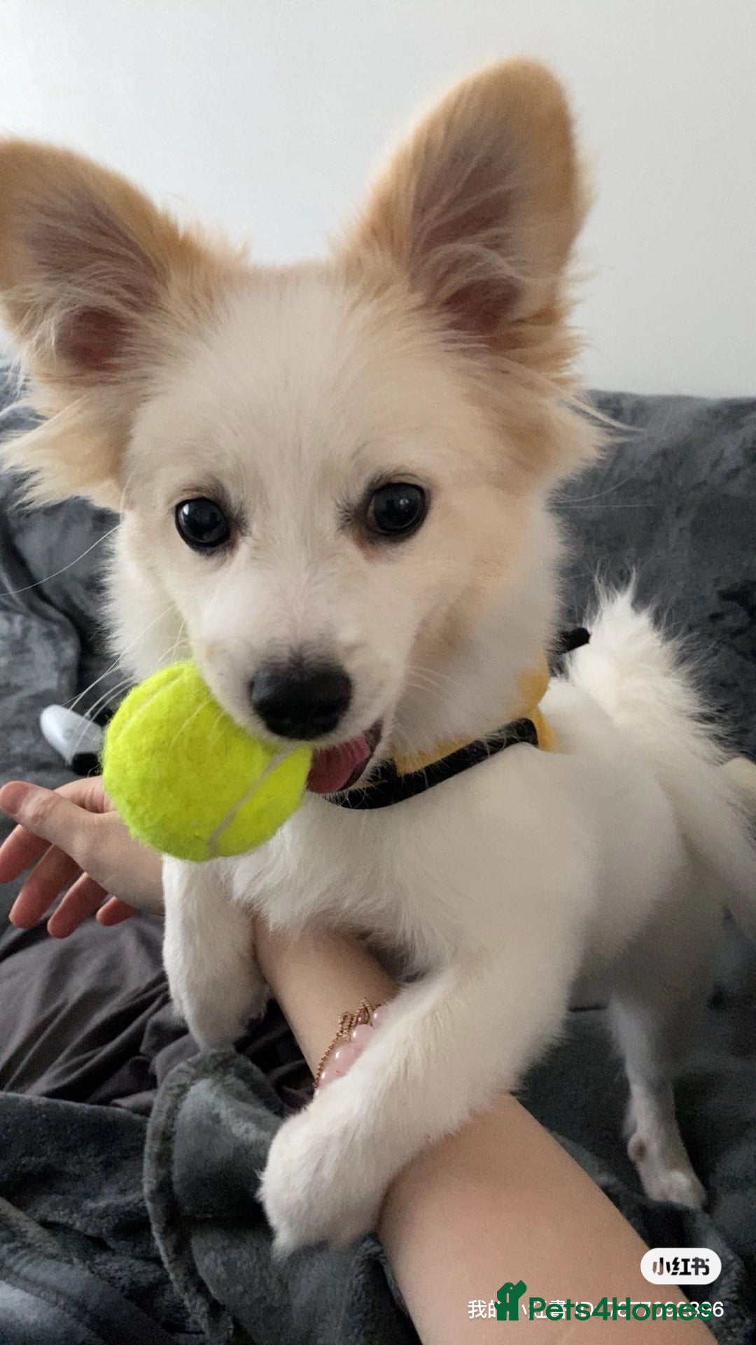Pomeranian dogs for sale: 6 month old Hoshi - Image 5