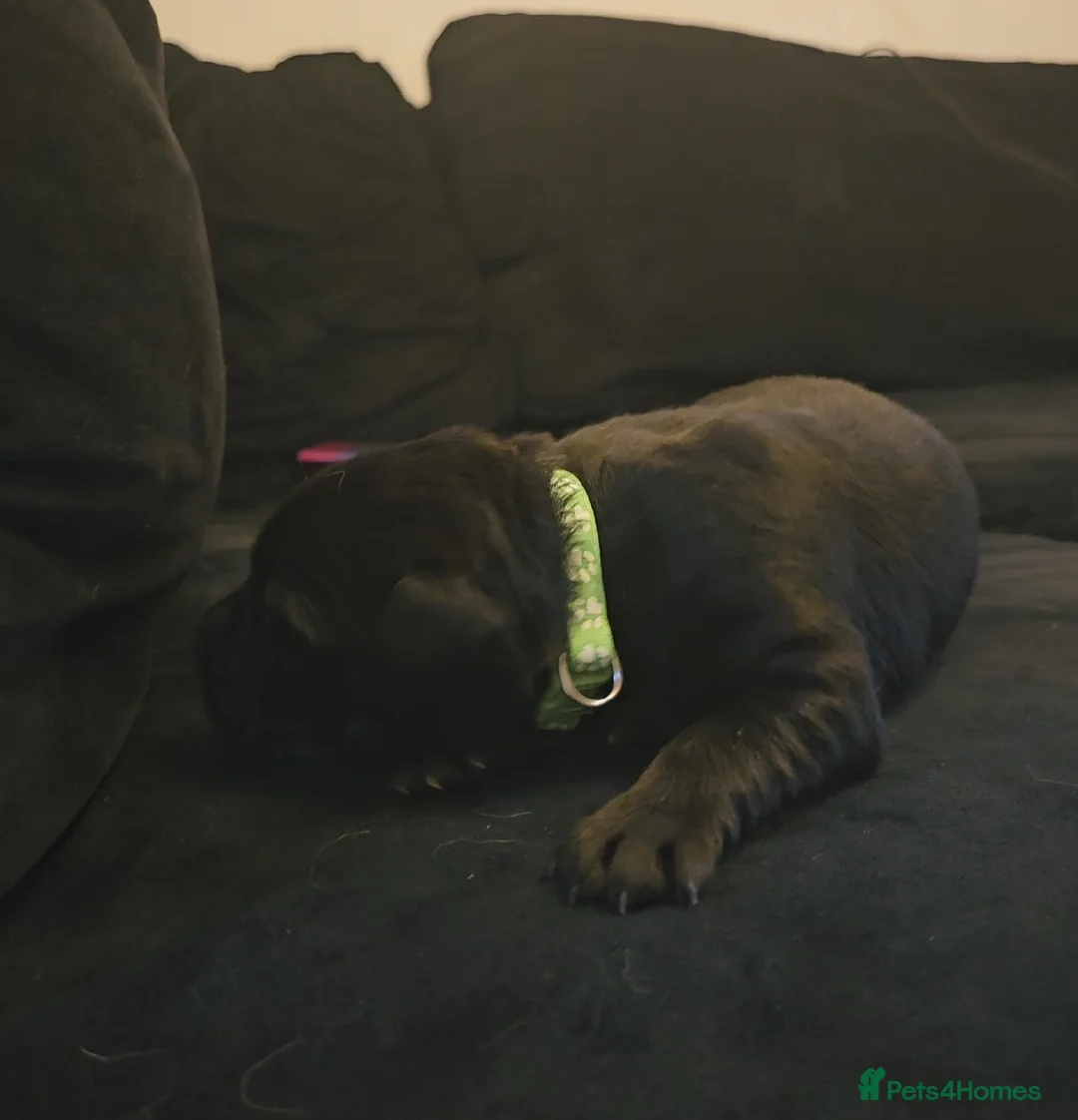 Mixed Breed dogs for sale: Golden Shepherd pup - Advert 13