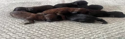 Cavapoo dogs for sale: Cavapoo puppies  in Melton Mowbray - Advert 14