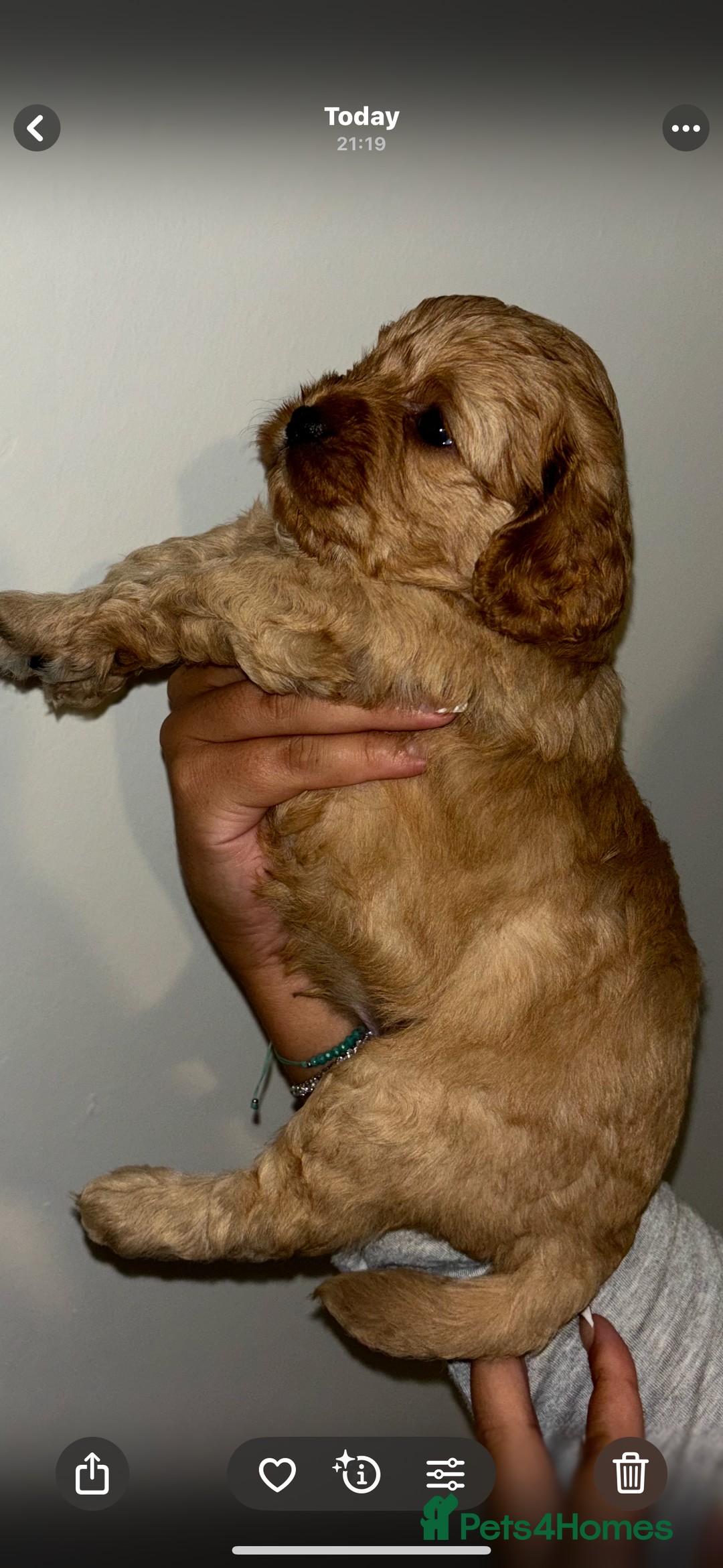 Cavapoo dogs for sale: 6 gorgeous extensively health tested cavapoo’s - Image 8