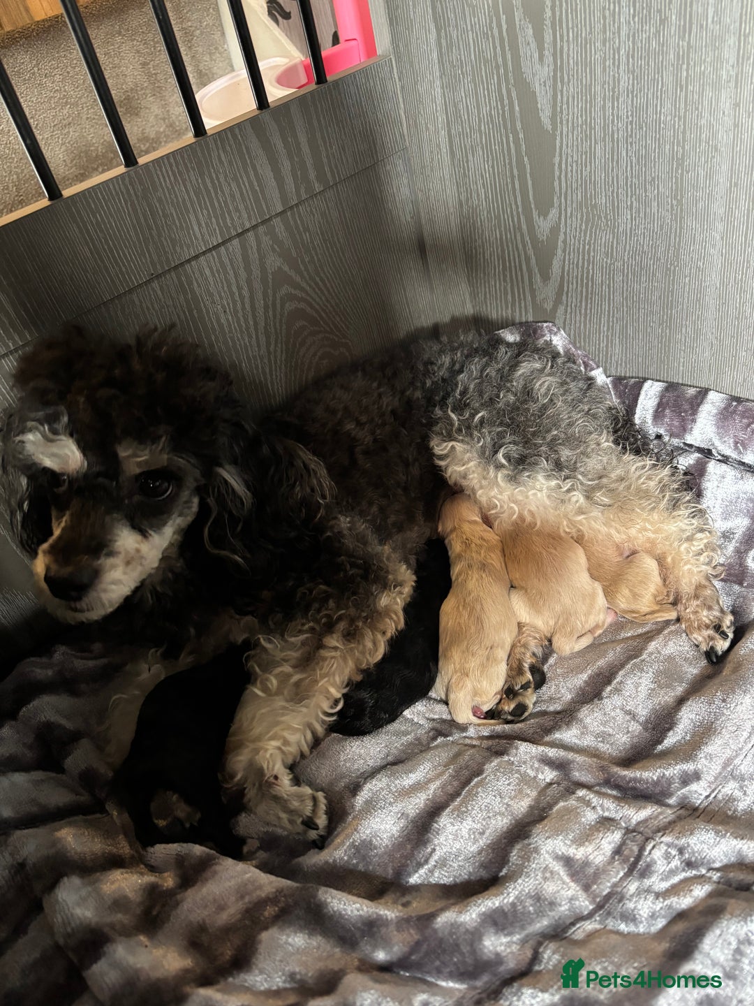 Maltipoo dogs for sale: Beautiful little maltipoo  - Image 2