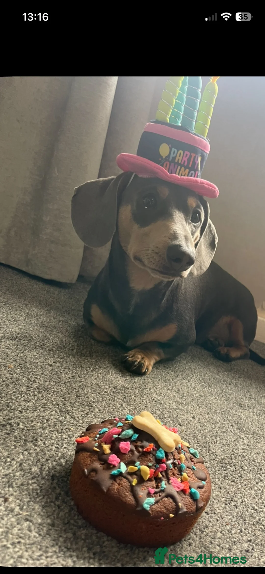 Miniature Dachshund dogs for stud: Blue miniature daschund  in Leeds - Advert 5